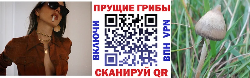 Галлюциногенные грибы Psilocybe  mega   Ессентукская 